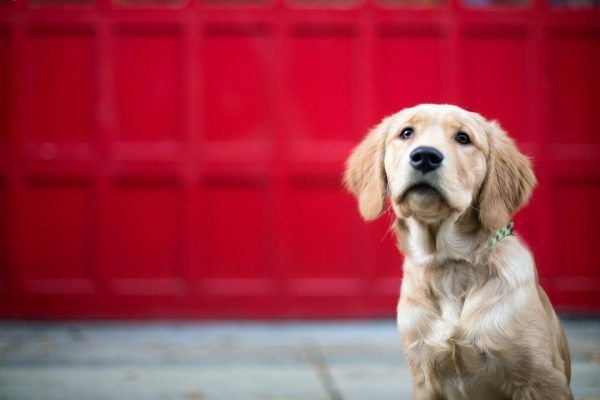 How To Make Your Garage Door Pet Friendly